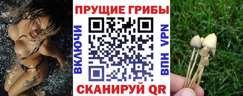 как найти закладки Шацк Псилоцибиновые грибы GOLDEN TEACHER